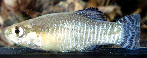 Aphanius baeticus_macho_03.jpg